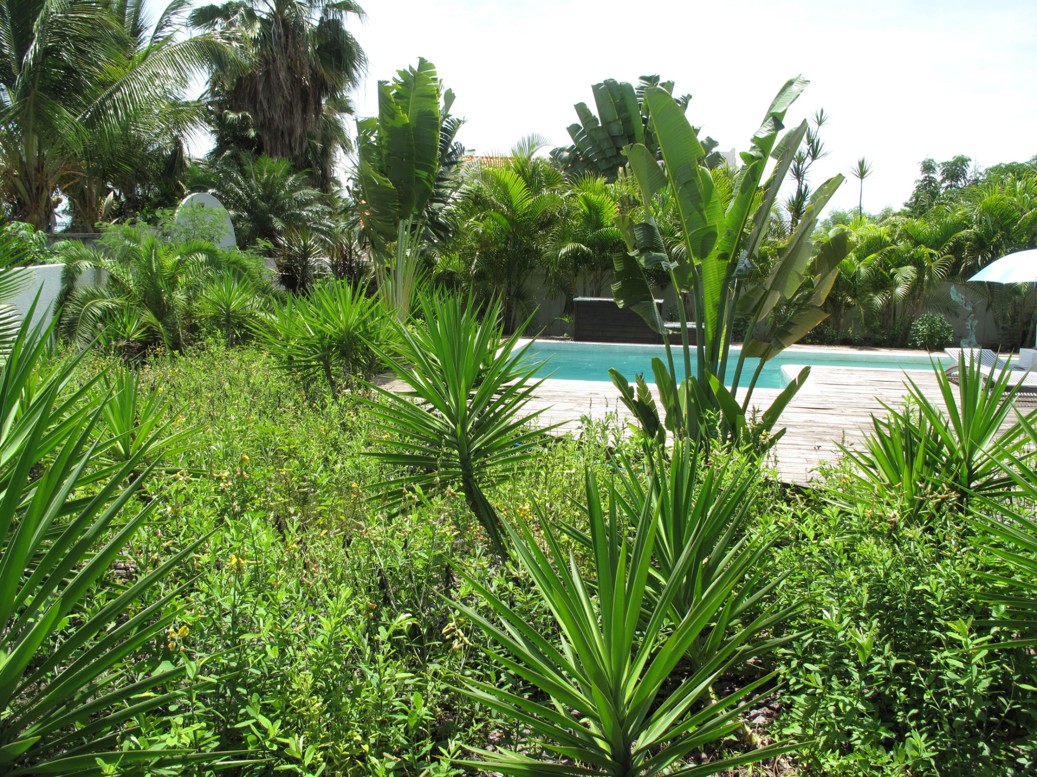 plantation-villa-dawn-beach-st.-maarten-garden